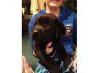 Labrador Retriever Puppy for sale in MOUNT PERRY, OH, USA