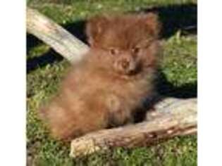 Pomeranian Puppy for sale in Park City, KY, USA