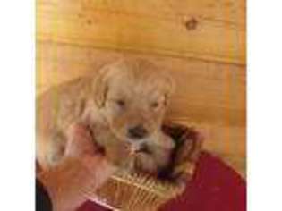 Golden Retriever Puppy for sale in Concordia, KS, USA