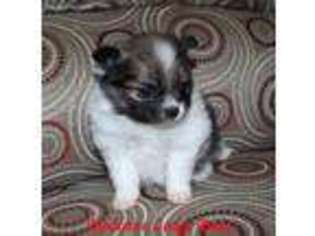 Pomeranian Puppy for sale in Dillon, MT, USA
