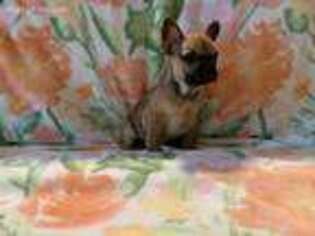 French Bulldog Puppy for sale in Fallbrook, CA, USA