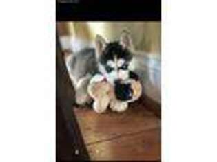 Siberian Husky Puppy for sale in Union Bridge, MD, USA