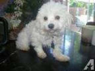 Maltese Puppy for sale in WAYLAND, NY, USA