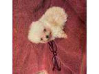 Pomeranian Puppy for sale in Eden Prairie, MN, USA