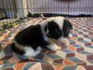 Pembroke Welsh Corgi Puppy for sale in Vista, CA, USA