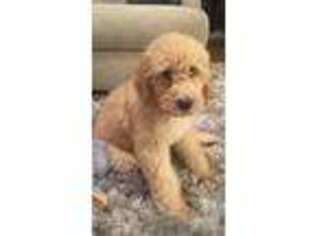 Goldendoodle Puppy for sale in Bethlehem, GA, USA