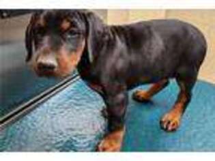 Doberman Pinscher Puppy for sale in Amarillo, TX, USA