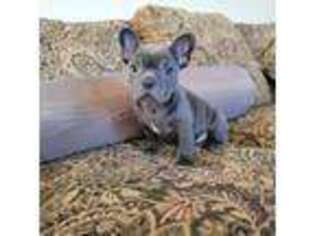 French Bulldog Puppy for sale in Santa Clarita, CA, USA
