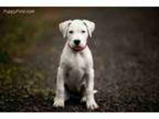 Dogo Argentino Puppy for sale in Bruce, WI, USA