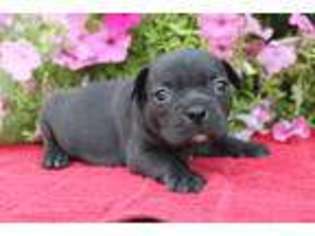 French Bulldog Puppy for sale in Clare, MI, USA