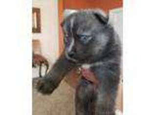 Mutt Puppy for sale in Forest, OH, USA