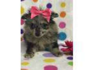Pomeranian Puppy for sale in Greensboro, NC, USA