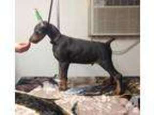 Doberman Pinscher Puppy for sale in DALLAS, TX, USA