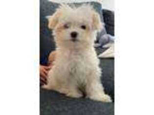 Maltese Puppy for sale in Miami, FL, USA