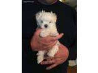 Maltese Puppy for sale in Greenville, SC, USA