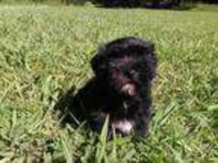 Havanese Puppy for sale in Melbourne, AR, USA