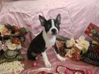 Boston Terrier Puppy for sale in Rio Rico, AZ, USA