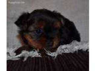 Yorkshire Terrier Puppy for sale in Atwood, IL, USA