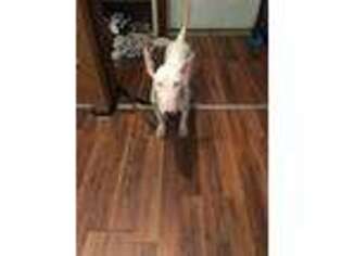Bull Terrier Puppy for sale in Mc Calla, AL, USA