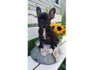 French Bulldog Puppy for sale in Hessel, MI, USA