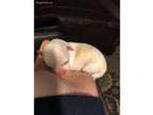 Chihuahua Puppy for sale in Lockport, IL, USA