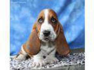 Basset Hound Puppy for sale in Macomb, MO, USA