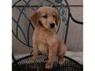 Golden Retriever Puppy for sale in Burson, CA, USA