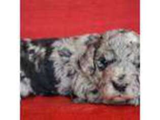 Goldendoodle Puppy for sale in New Market, TN, USA