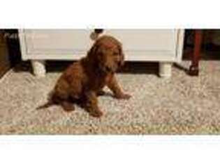 Goldendoodle Puppy for sale in Denton, TX, USA