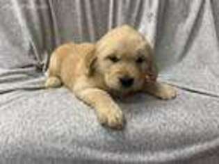 Golden Retriever Puppy for sale in Pittsfield, IL, USA