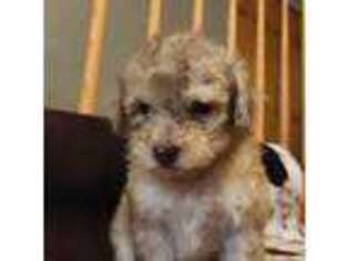 Mutt Puppy for sale in Carlyle, IL, USA