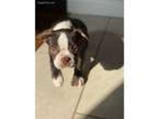 Boston Terrier Puppy for sale in Oak Creek, WI, USA