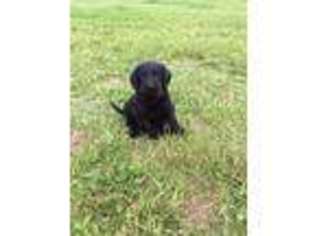 Labradoodle Puppy for sale in Mc Millan, MI, USA