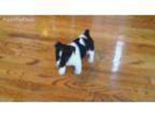 Jack Russell Terrier Puppy for sale in Waynesfield, OH, USA