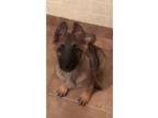 German Shepherd Dog Puppy for sale in Auburn, IL, USA