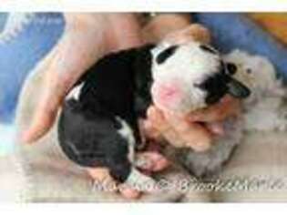 Mutt Puppy for sale in Hanska, MN, USA