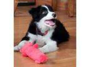 Border Collie Puppy for sale in Juda, WI, USA