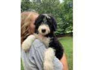 Border Collie Puppy for sale in Creston, OH, USA