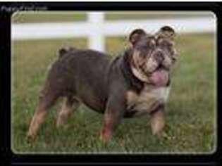 Bulldog Puppy for sale in Winchester, VA, USA