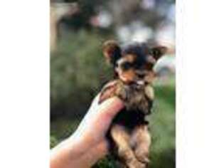 Yorkshire Terrier Puppy for sale in Selma, CA, USA