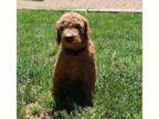 Goldendoodle Puppy for sale in Cedar City, UT, USA