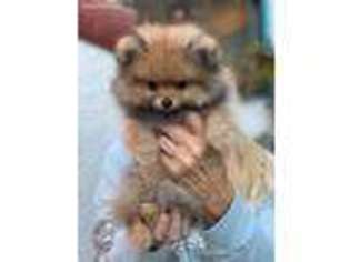 Pomeranian Puppy for sale in Studio City, CA, USA
