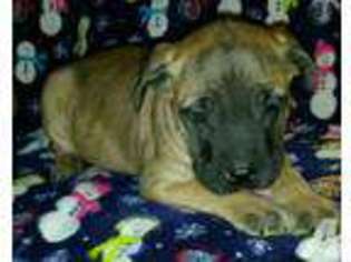 Boerboel Puppy for sale in ROY, WA, USA