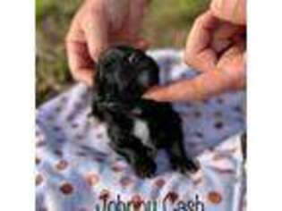 Mutt Puppy for sale in Pauls Valley, OK, USA