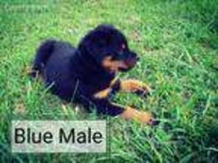 Rottweiler Puppy for sale in Sedalia, MO, USA