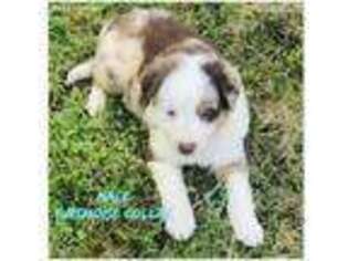 Border Collie Puppy for sale in Colmesneil, TX, USA