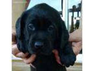 Labrador Retriever Puppy for sale in Bokeelia, FL, USA