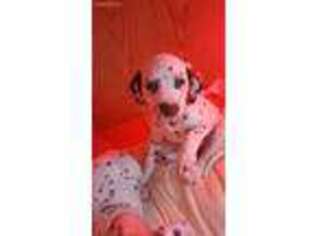 Dalmatian Puppy for sale in Indianapolis, IN, USA