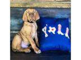 Vizsla Puppy for sale in Como, TX, USA