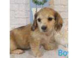 Dachshund Puppy for sale in Mocksville, NC, USA
